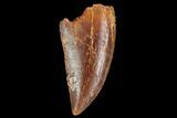 Serrated, Raptor Tooth - Real Dinosaur Tooth #124283-1